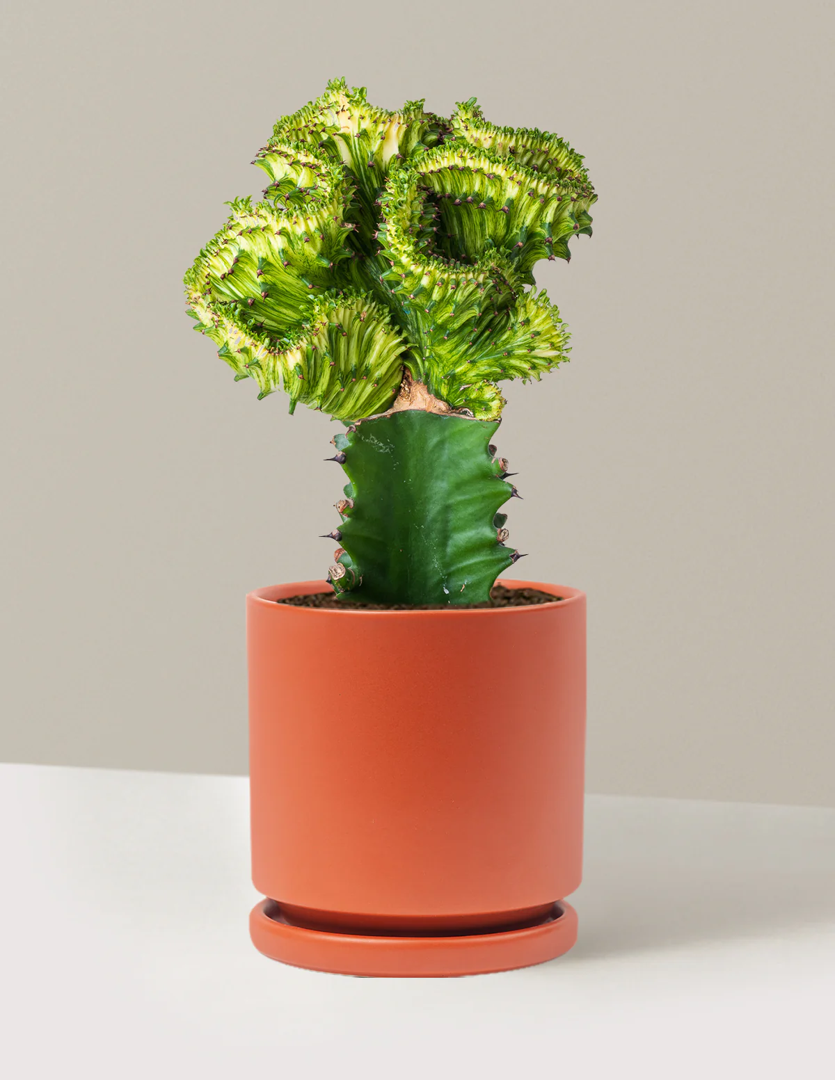 Mermaid Tail Cactus - Image 60