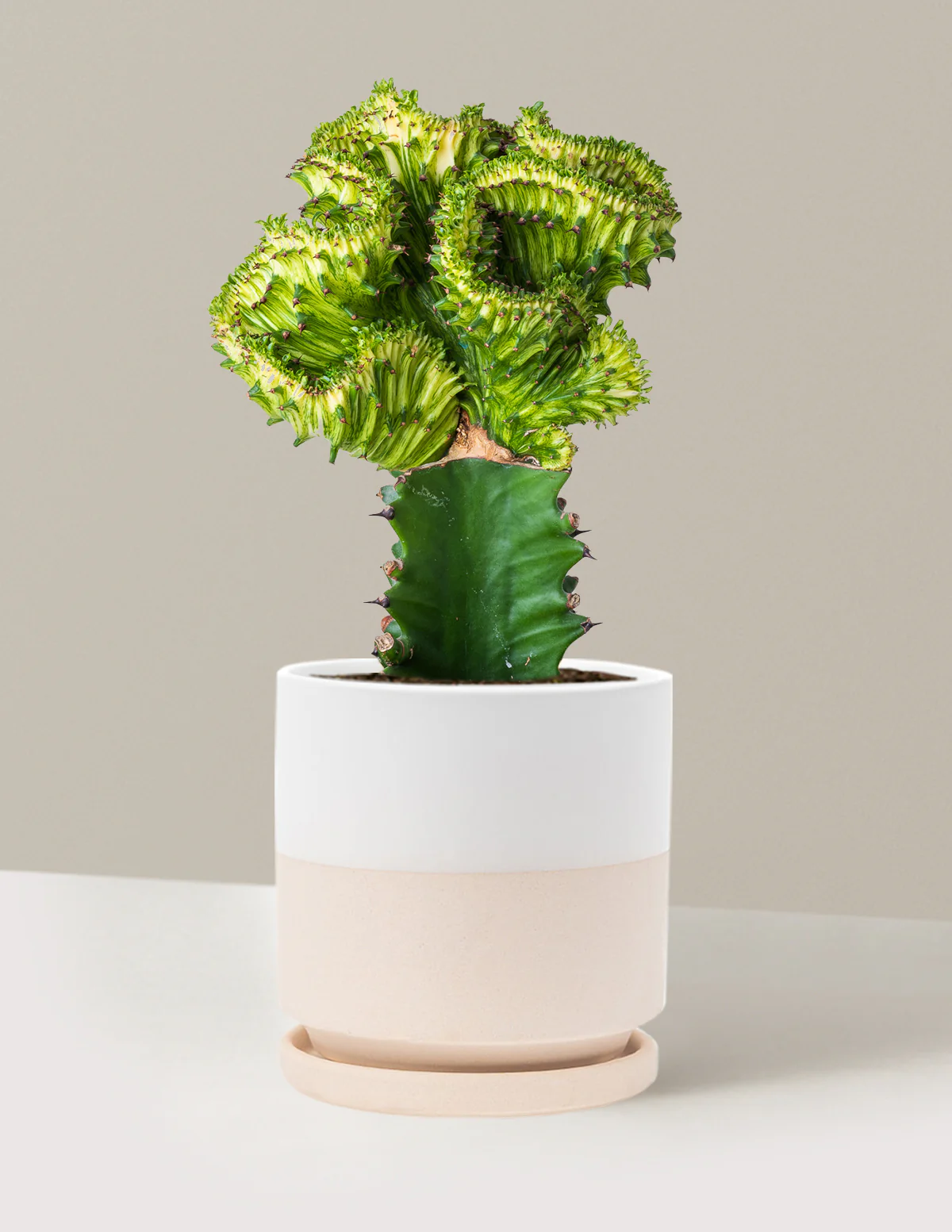 Mermaid Tail Cactus - Image 61