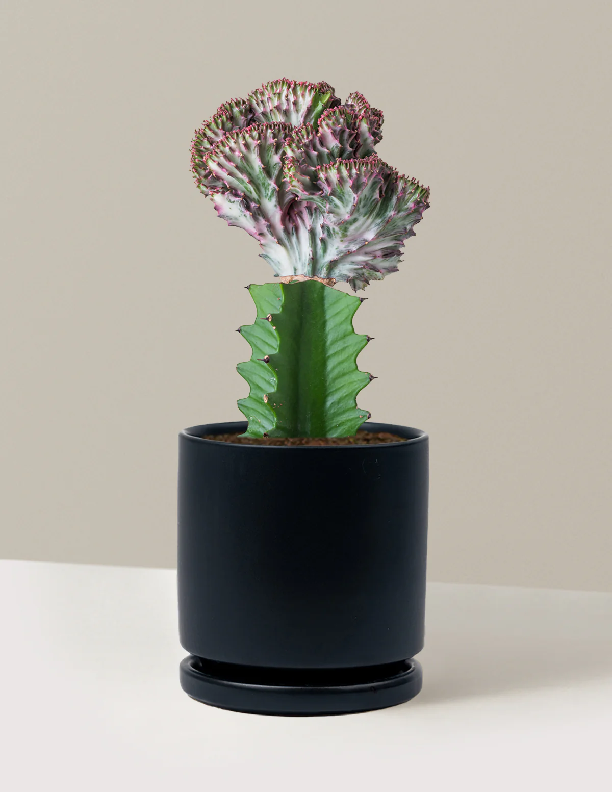 Mermaid Tail Cactus - Image 62