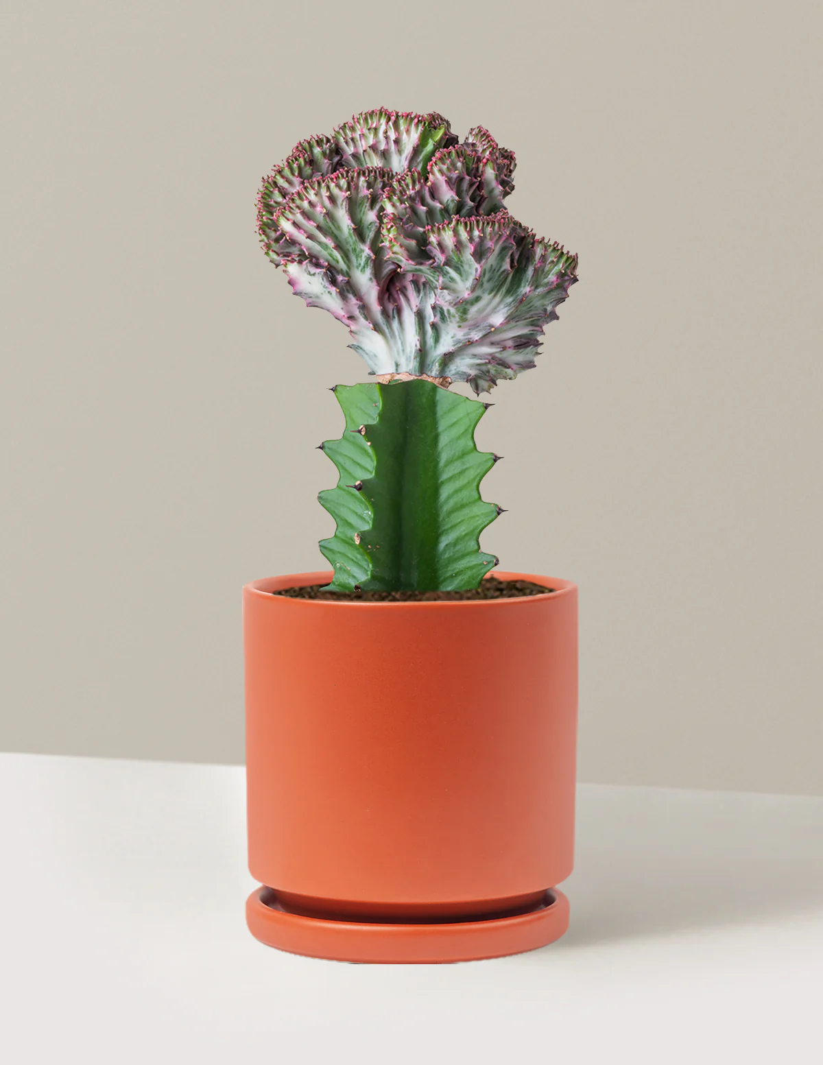 Mermaid Tail Cactus - Image 63