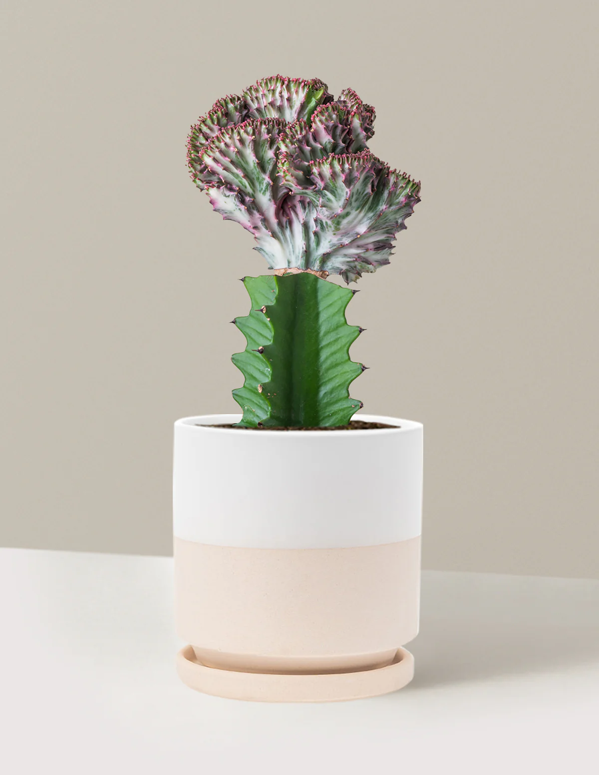 Mermaid Tail Cactus - Image 64