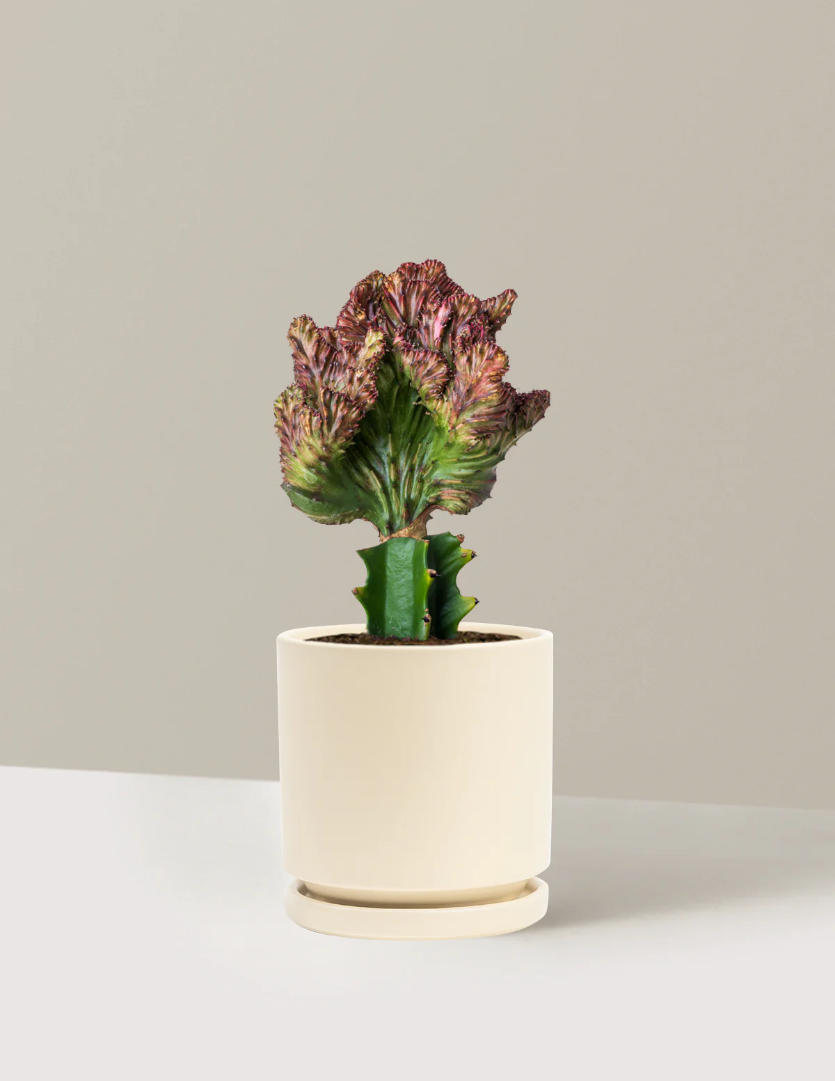 Mermaid Tail Cactus - Image 65