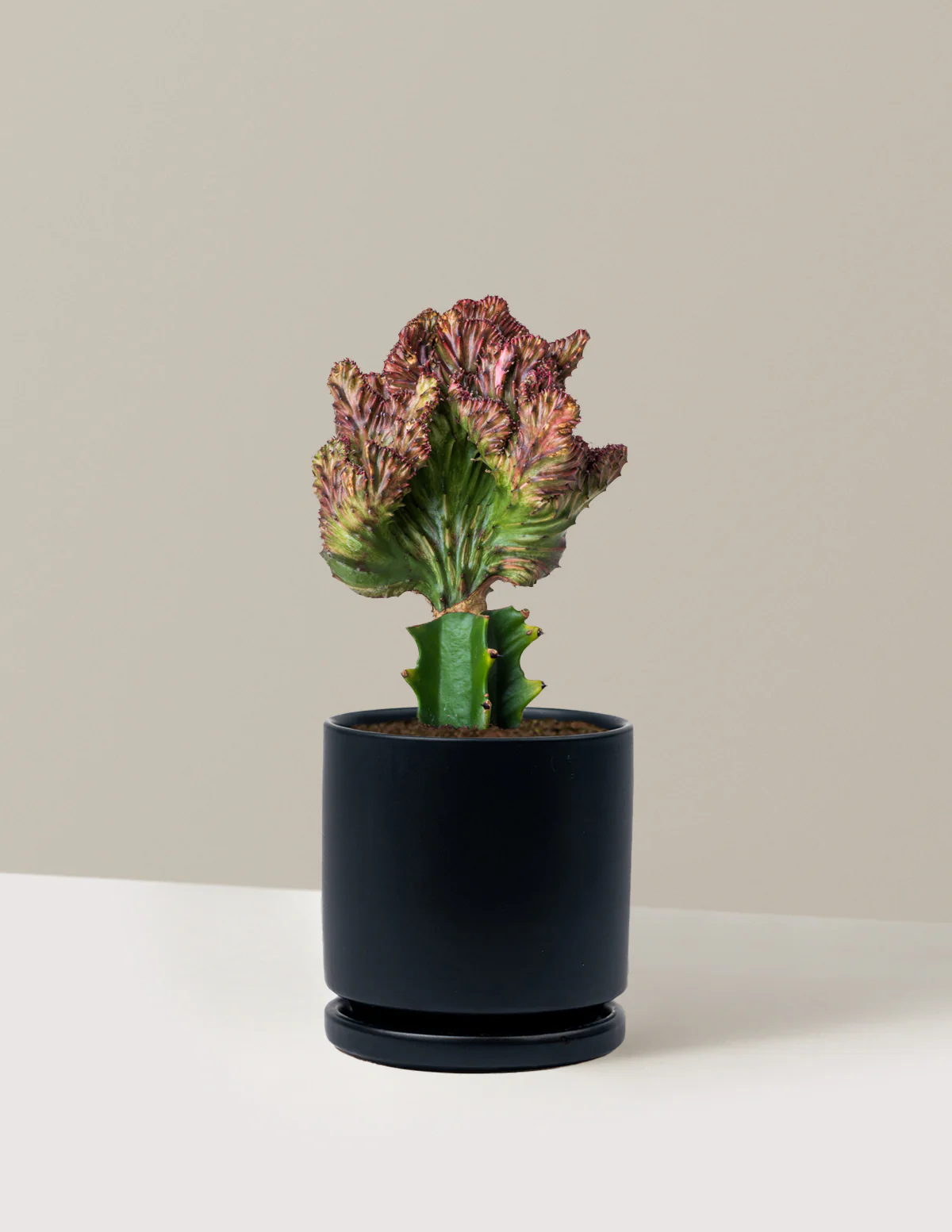 Mermaid Tail Cactus - Image 66
