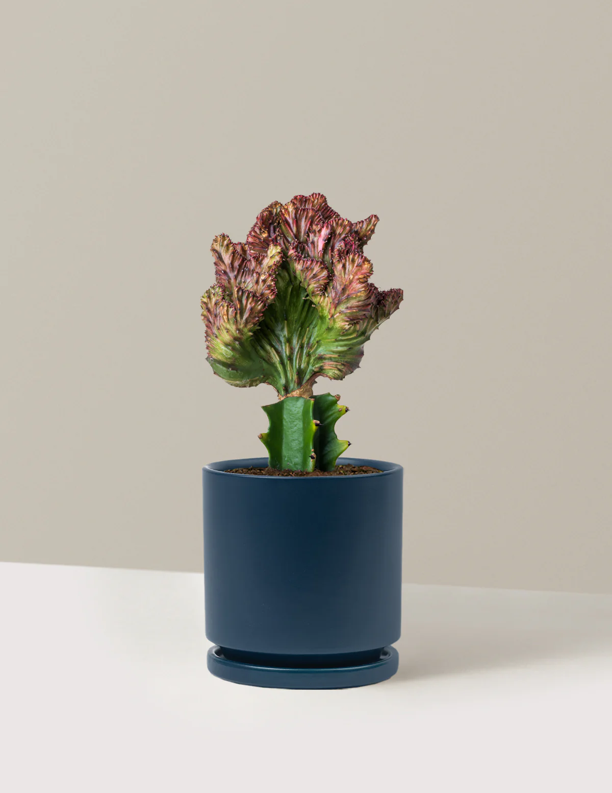 Mermaid Tail Cactus - Image 67