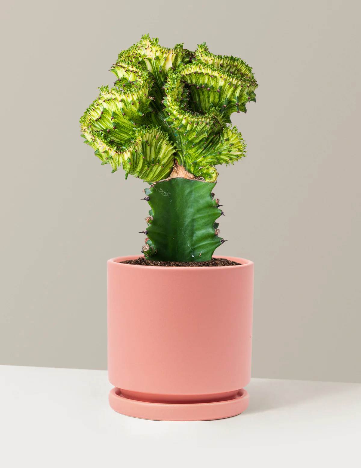 Mermaid Tail Cactus - Image 69