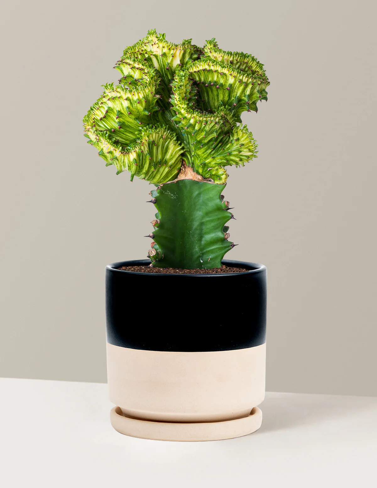 Mermaid Tail Cactus - Image 7