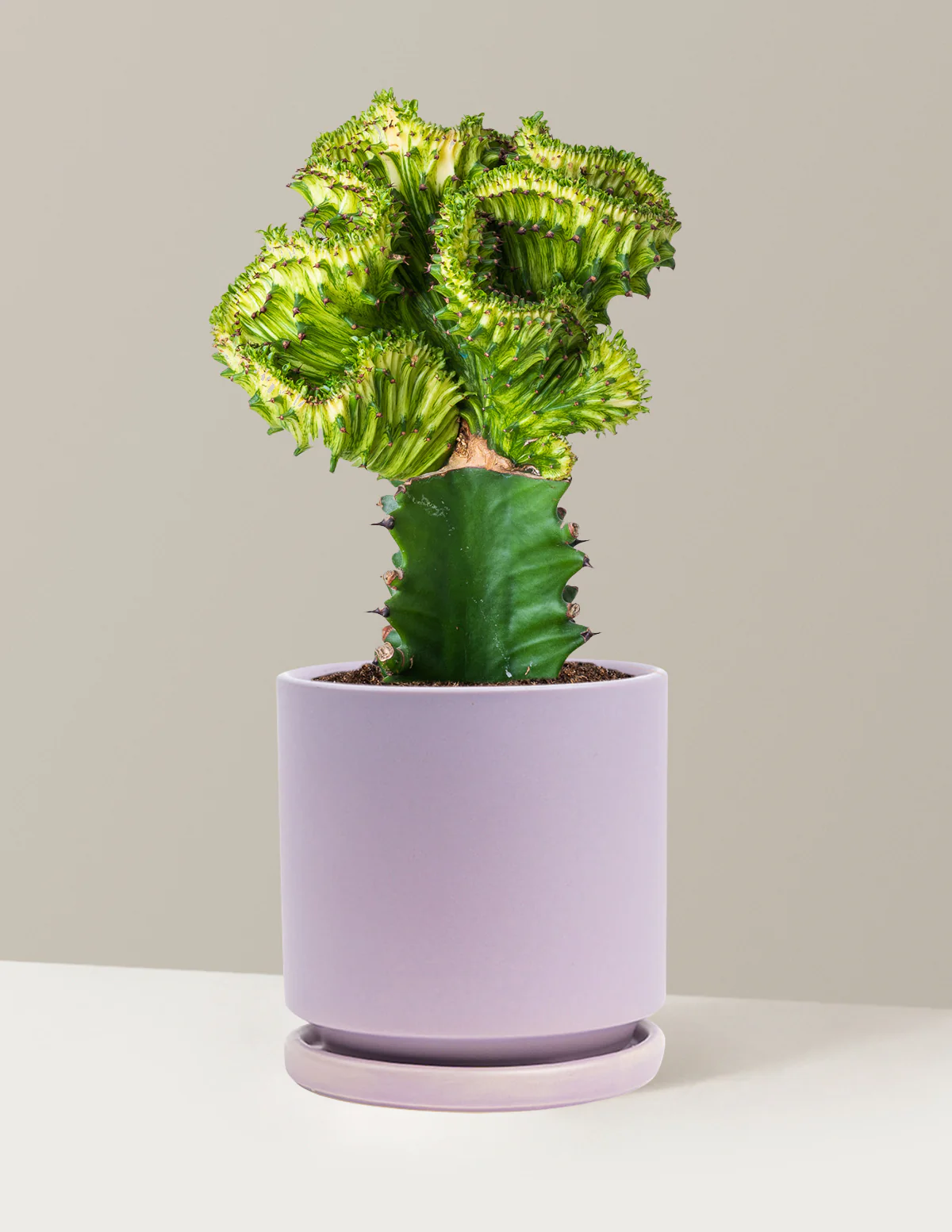 Mermaid Tail Cactus - Image 70
