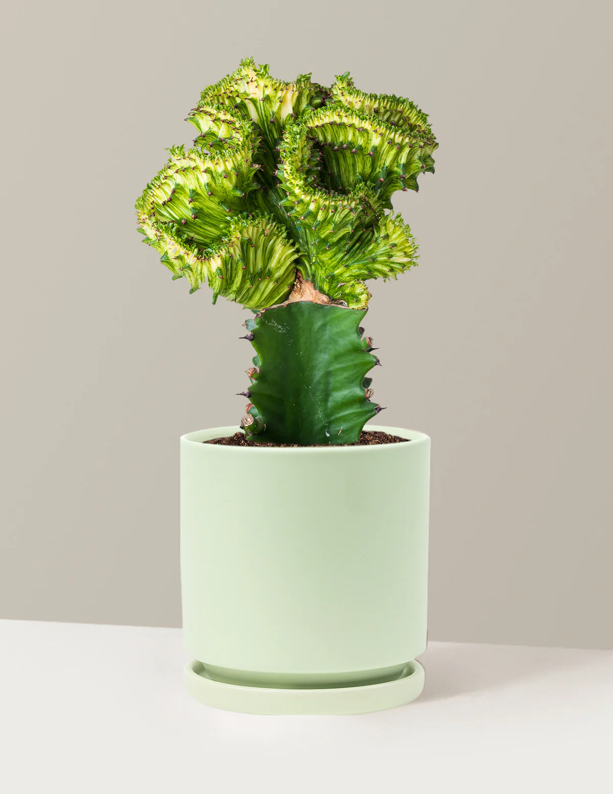 Mermaid Tail Cactus - Image 71