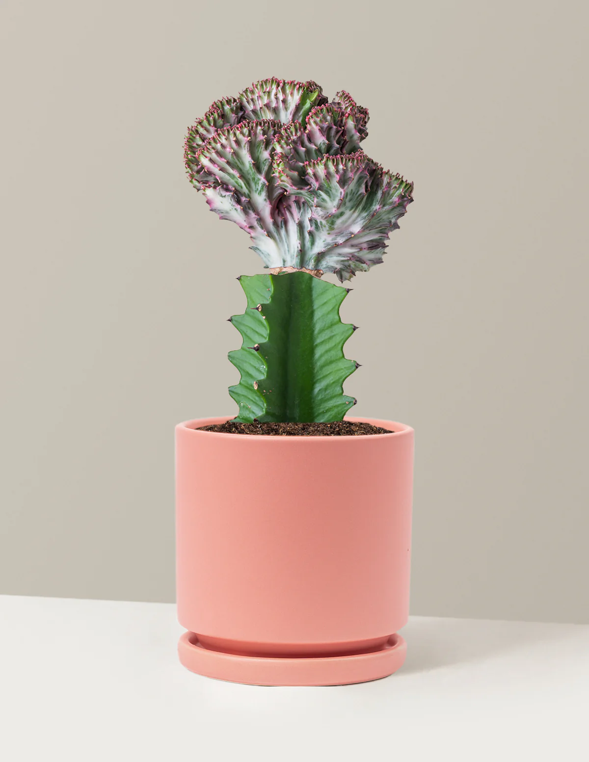 Mermaid Tail Cactus - Image 72