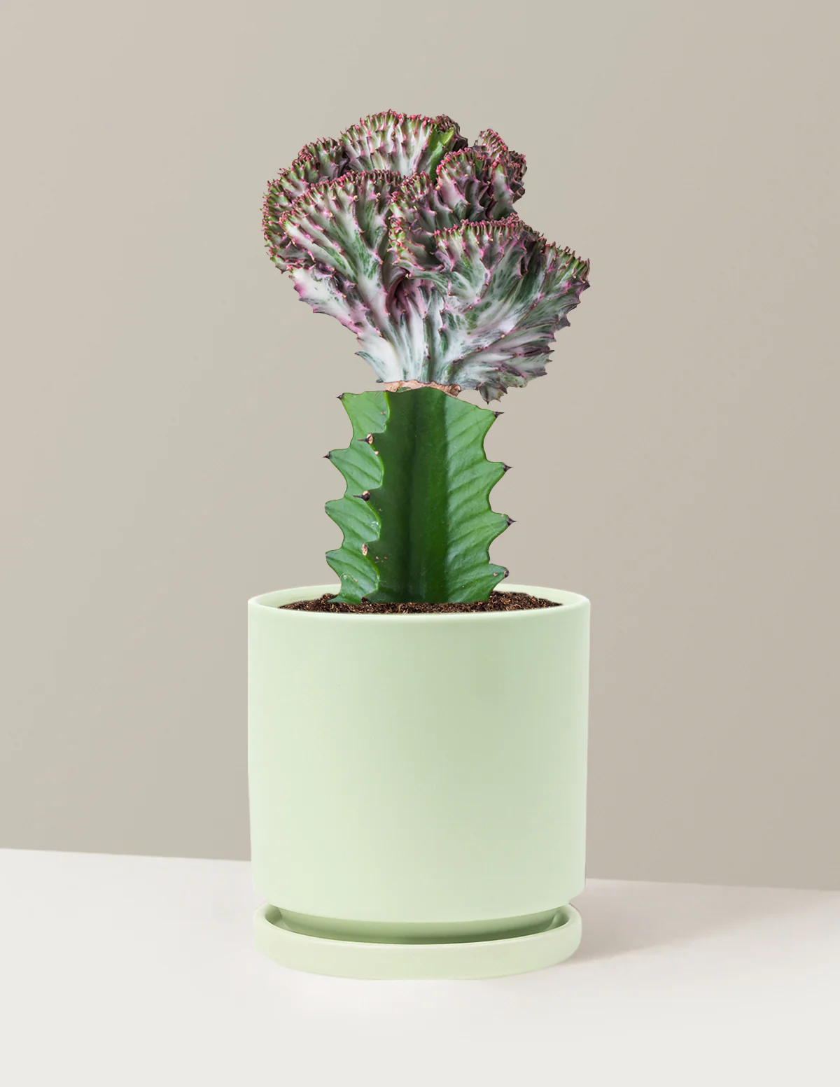 Mermaid Tail Cactus - Image 73