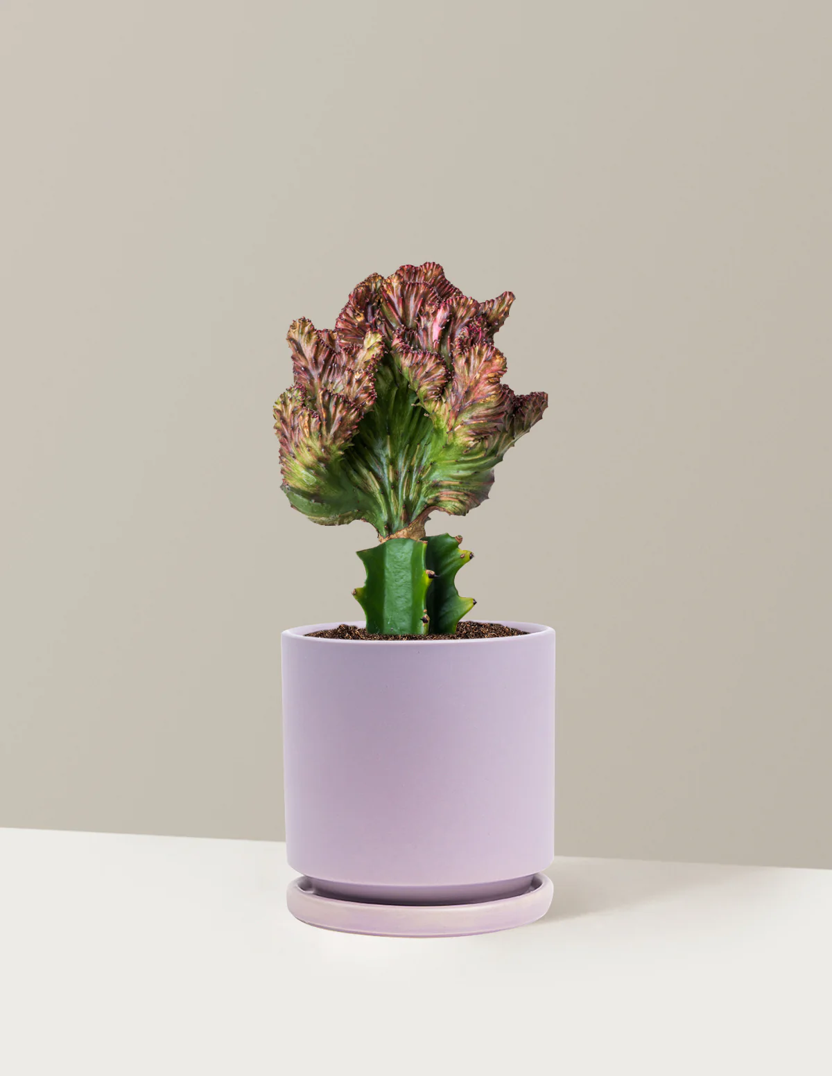 Mermaid Tail Cactus - Image 74