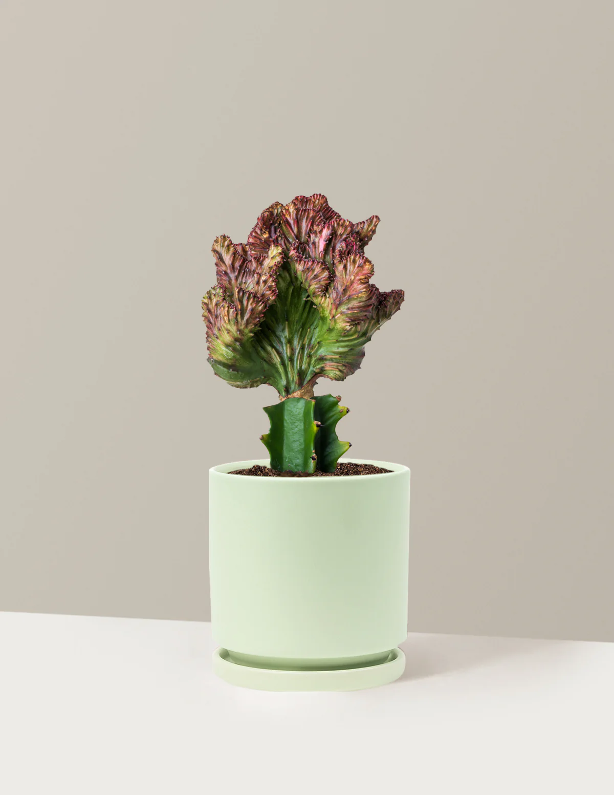 Mermaid Tail Cactus - Image 75