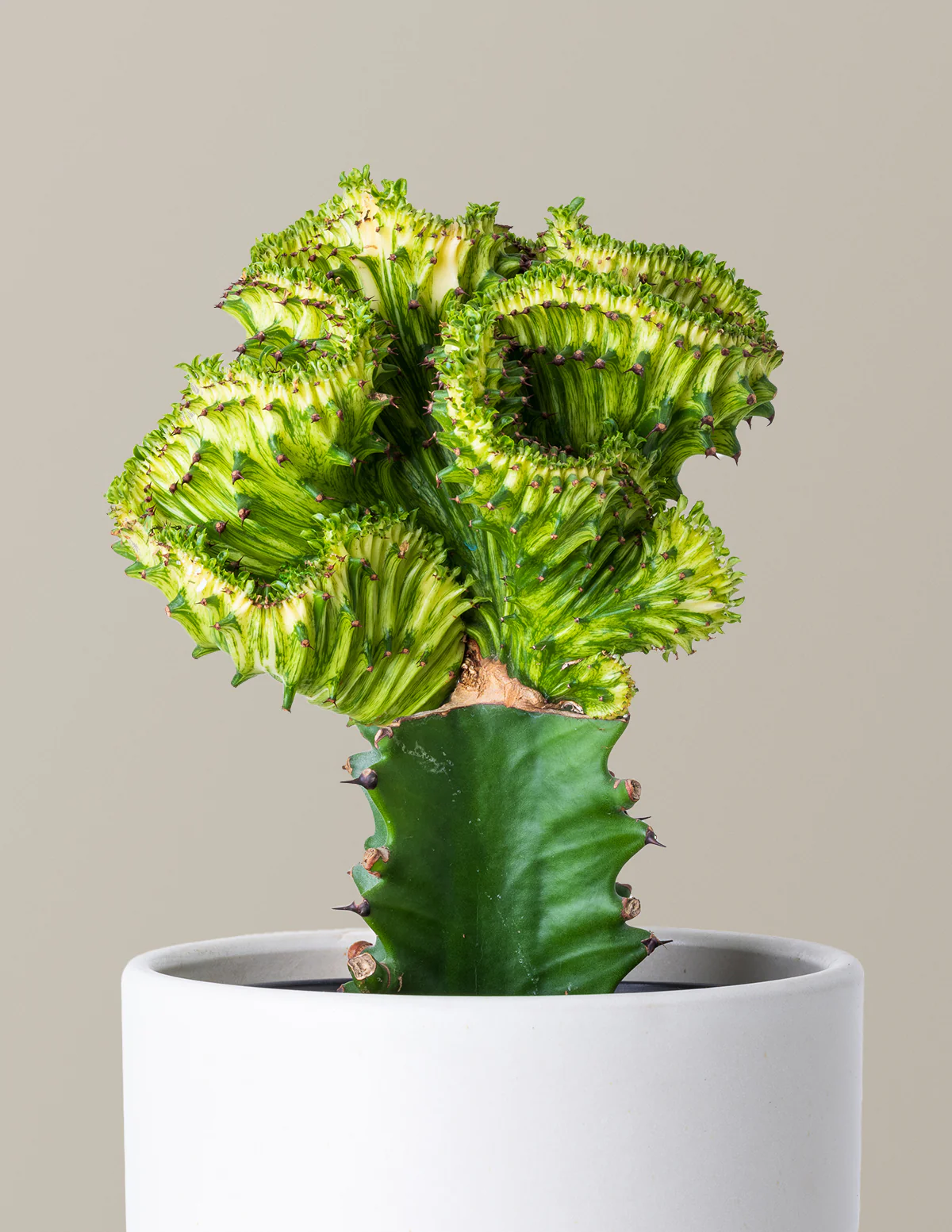 Mermaid Tail Cactus - Image 8