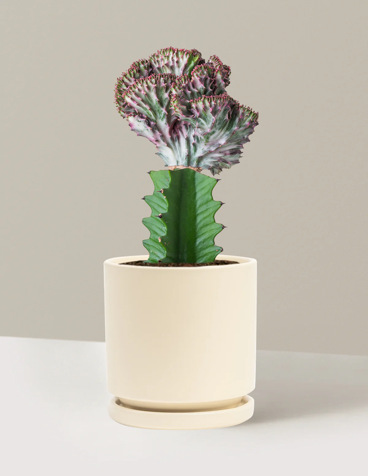 Mermaid Tail Cactus - Image 9