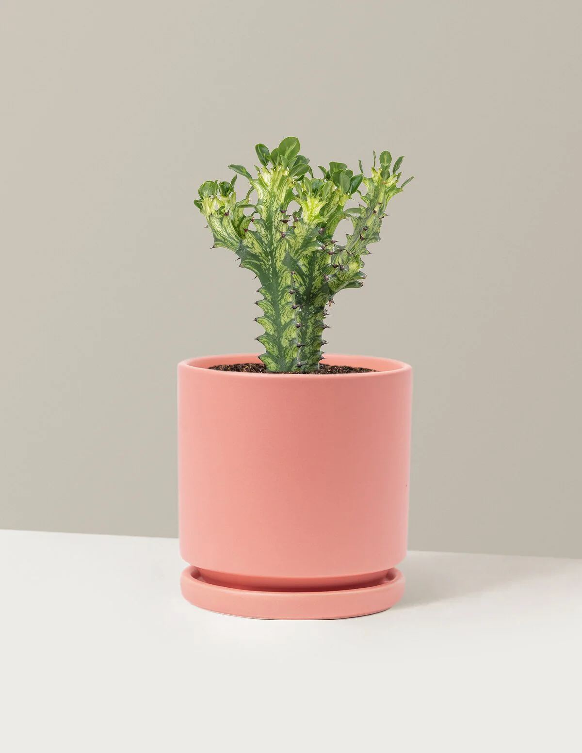 Euphorbia Mint Cream - Image 10