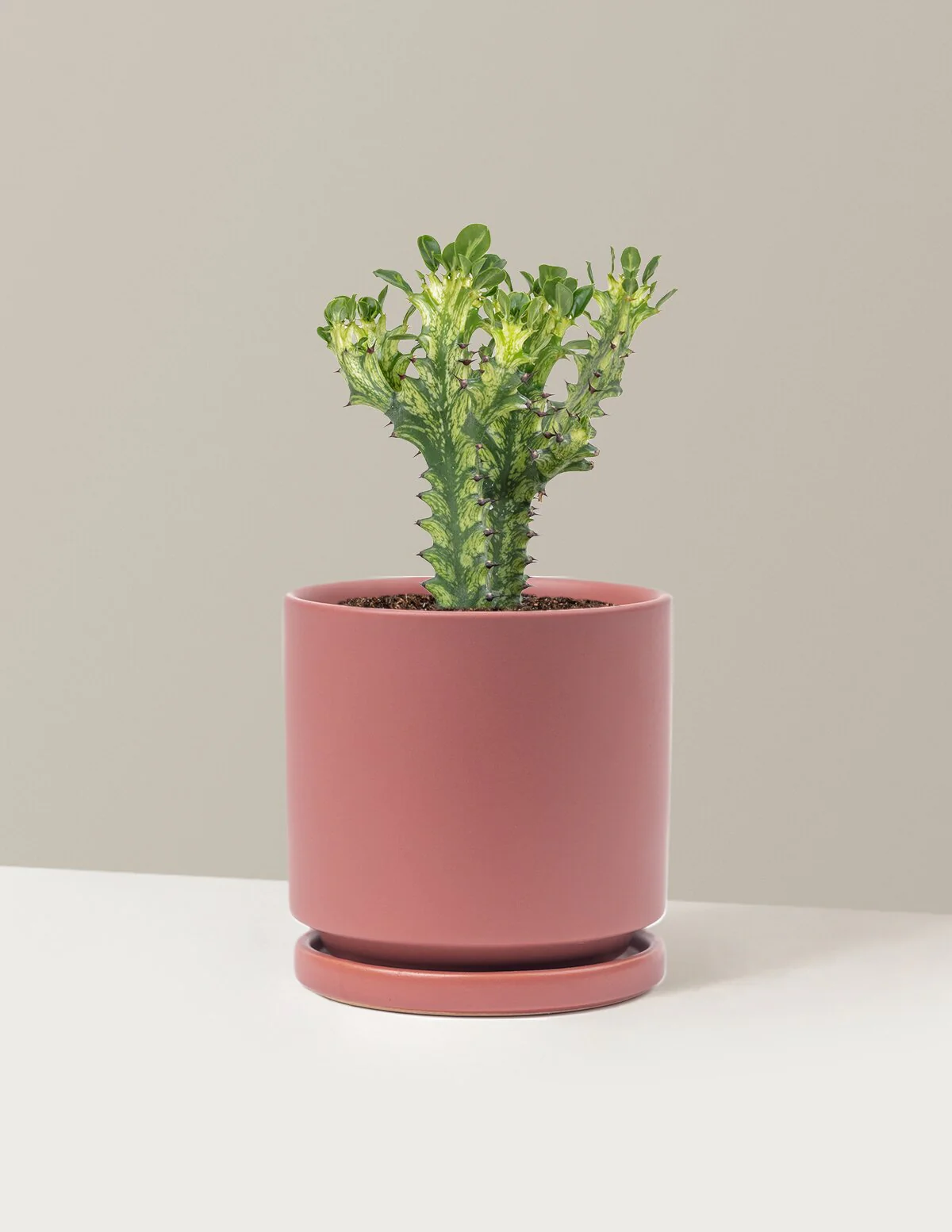Euphorbia Mint Cream - Image 11