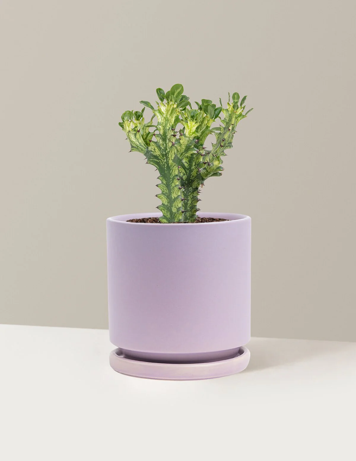 Euphorbia Mint Cream - Image 12