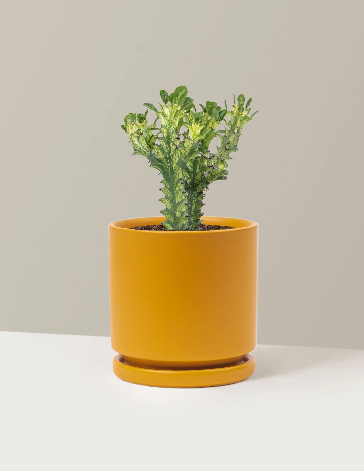 Euphorbia Mint Cream - Image 13