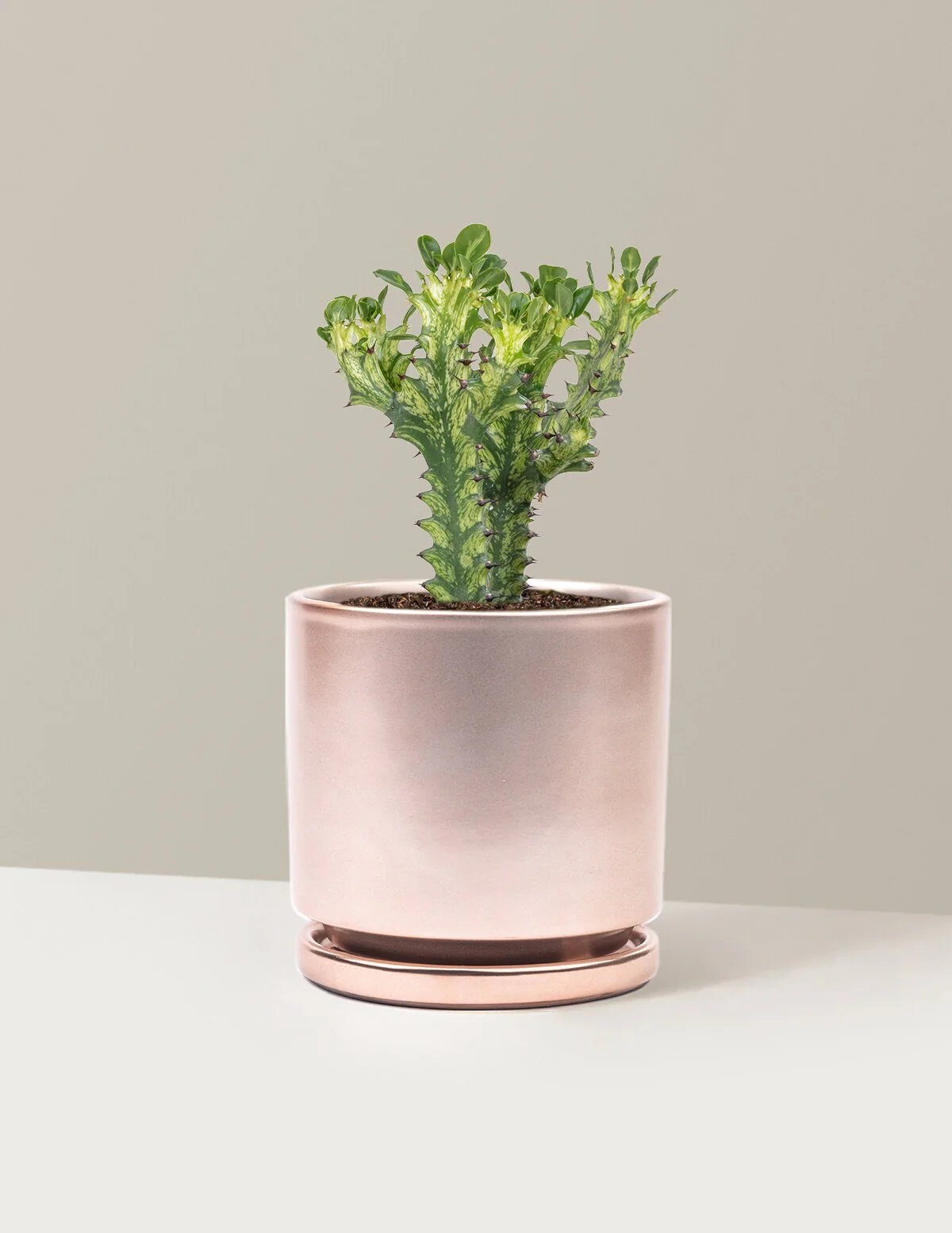 Euphorbia Mint Cream - Image 14