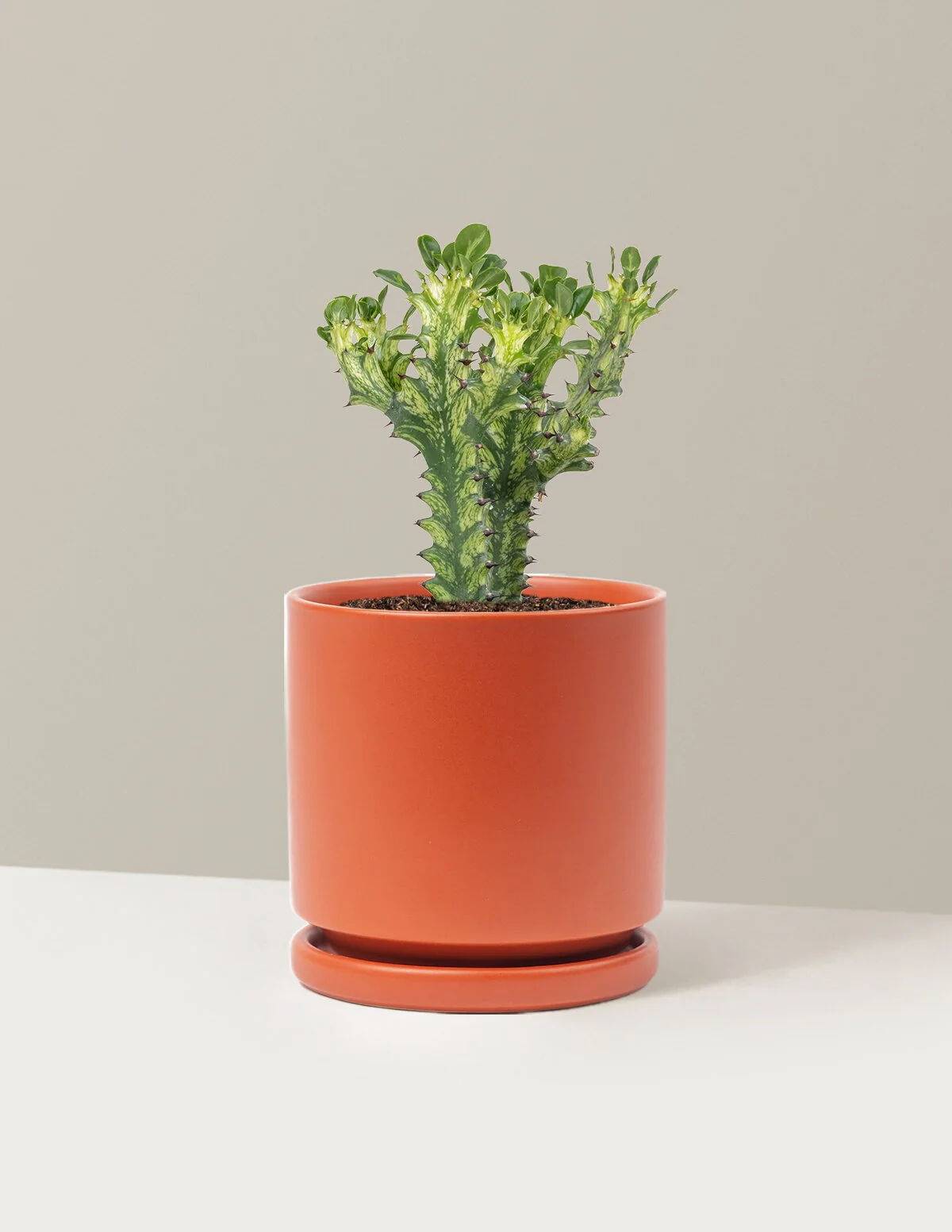 Euphorbia Mint Cream - Image 15