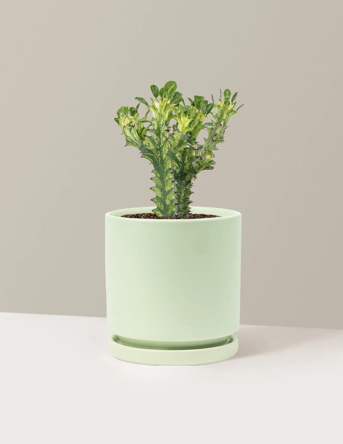 Euphorbia Mint Cream - Image 16