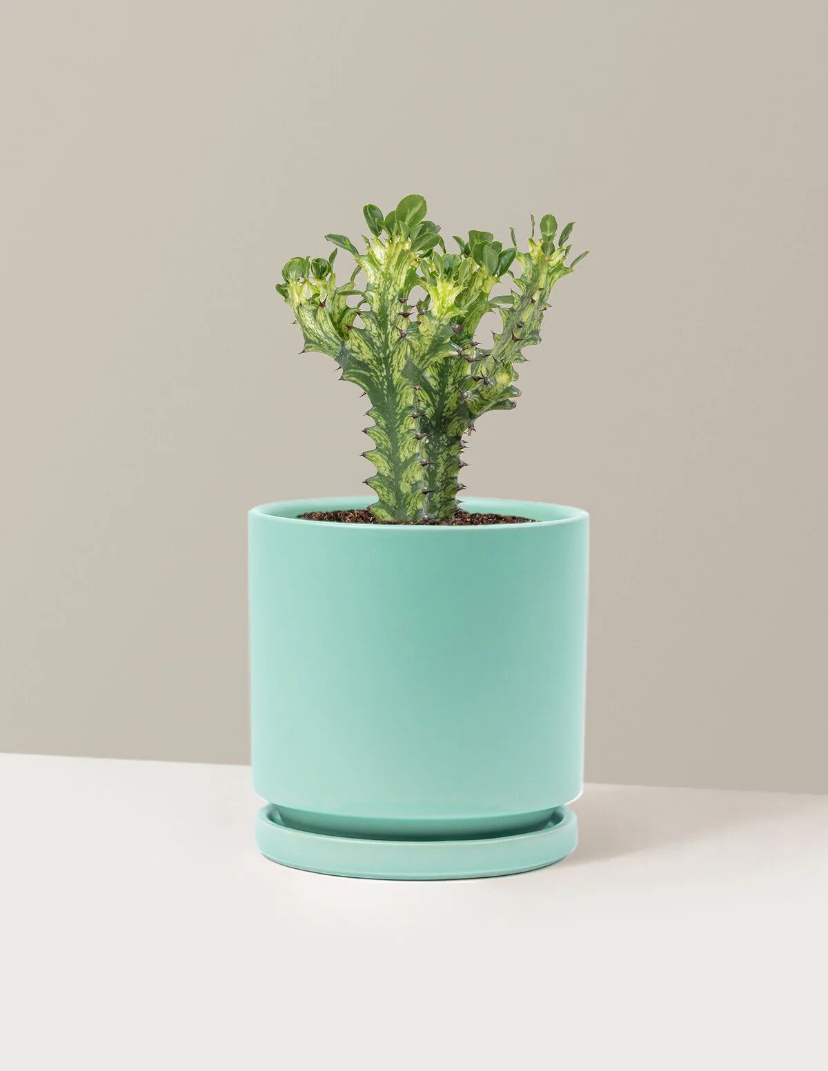 Euphorbia Mint Cream - Image 17