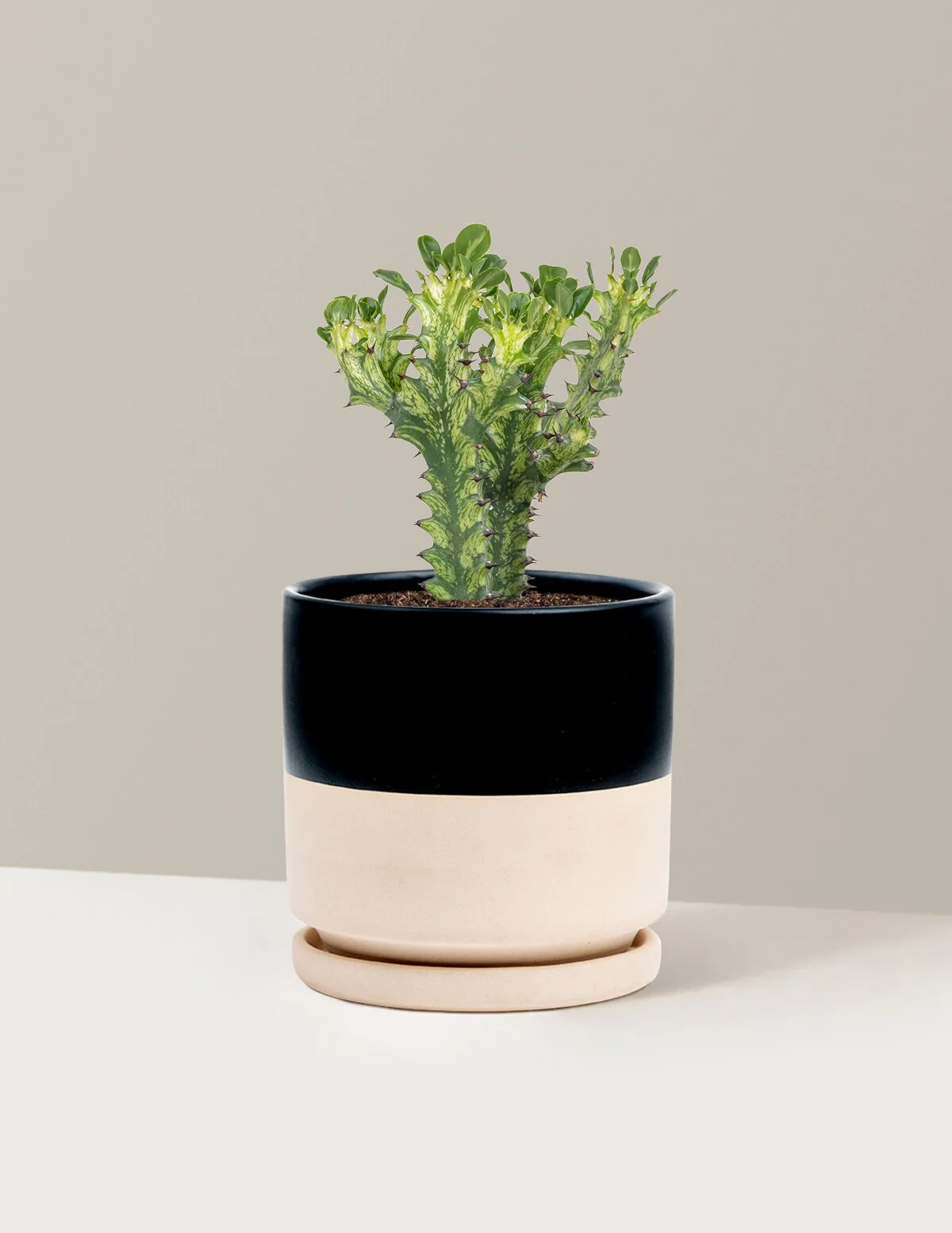 Euphorbia Mint Cream - Image 18