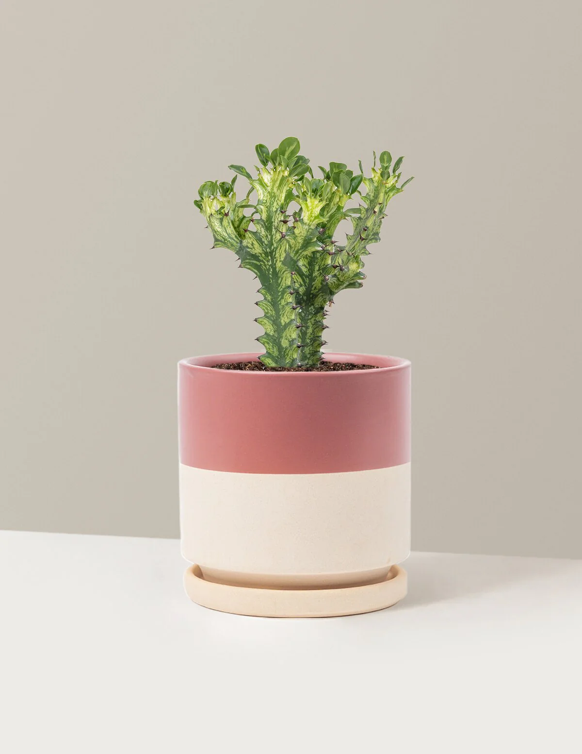 Euphorbia Mint Cream - Image 19
