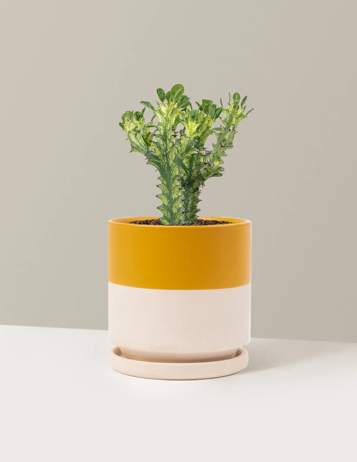 Euphorbia Mint Cream - Image 20