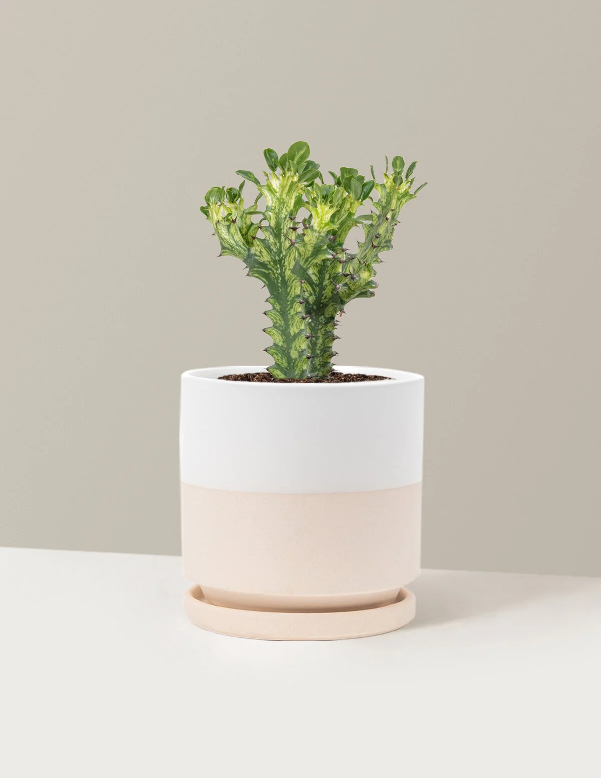 Euphorbia Mint Cream - Image 21