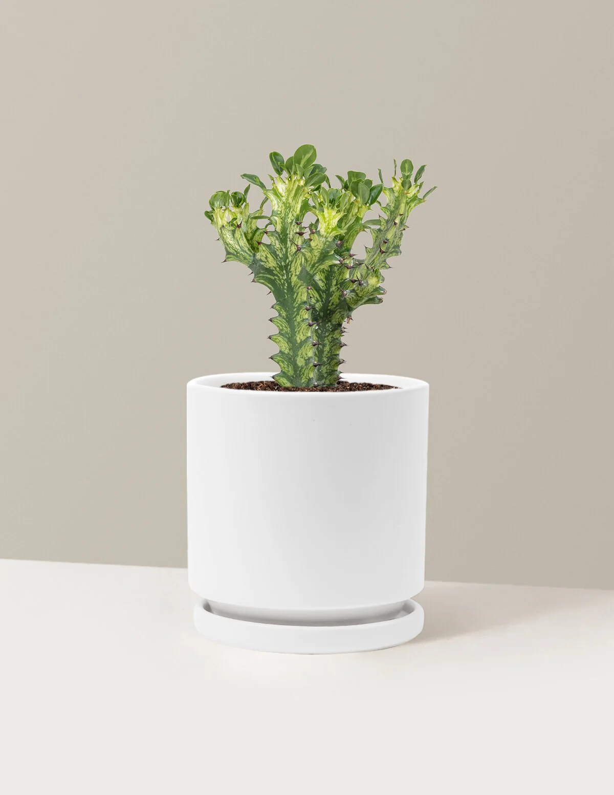 Euphorbia Mint Cream - Image 22