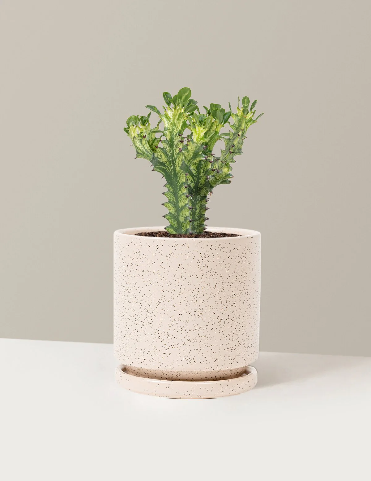 Euphorbia Mint Cream - Image 23