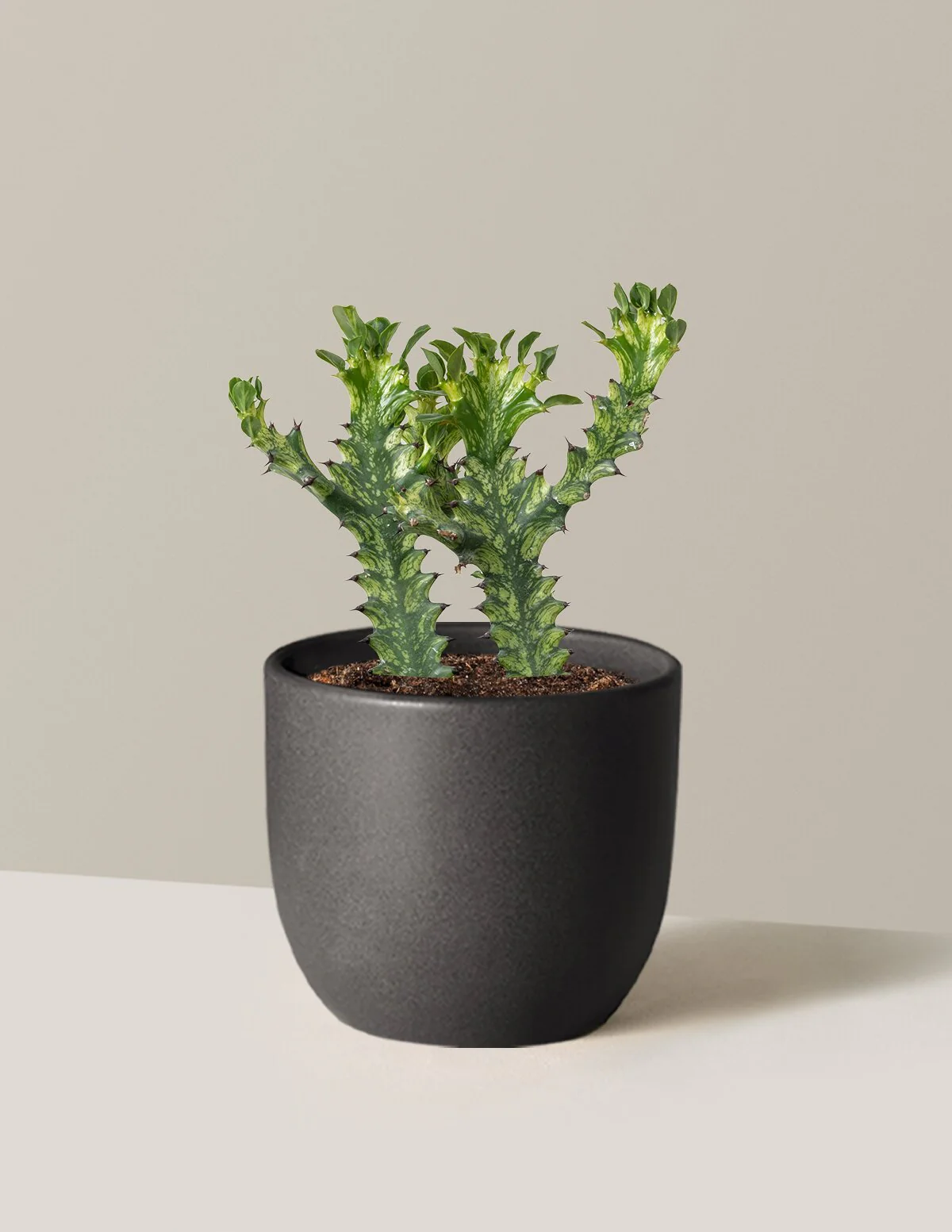 Euphorbia Mint Cream - Image 24