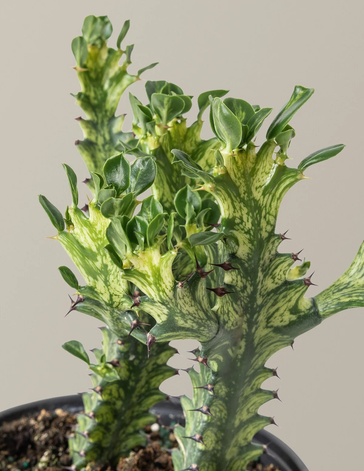 Euphorbia Mint Cream - Image 3