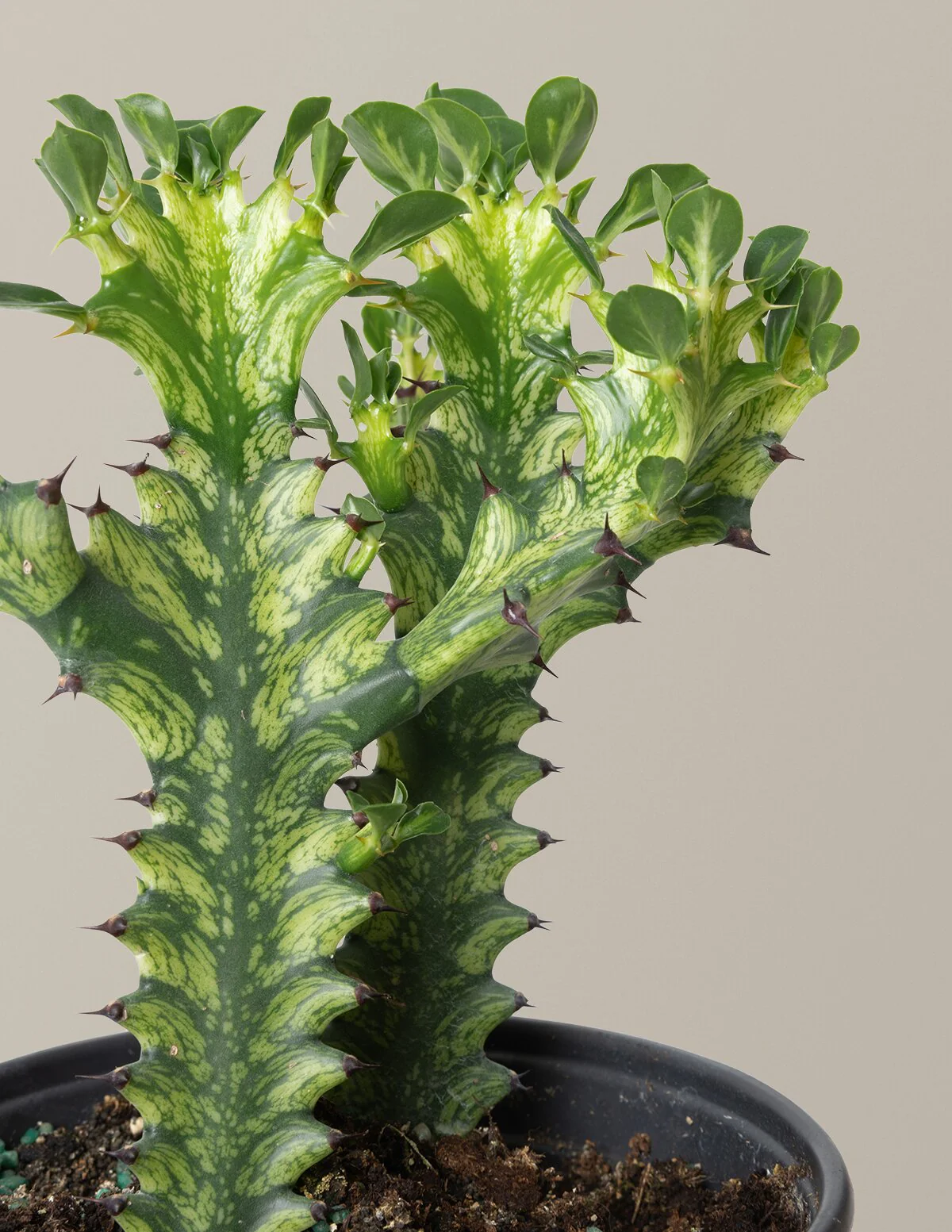 Euphorbia Mint Cream - Image 4