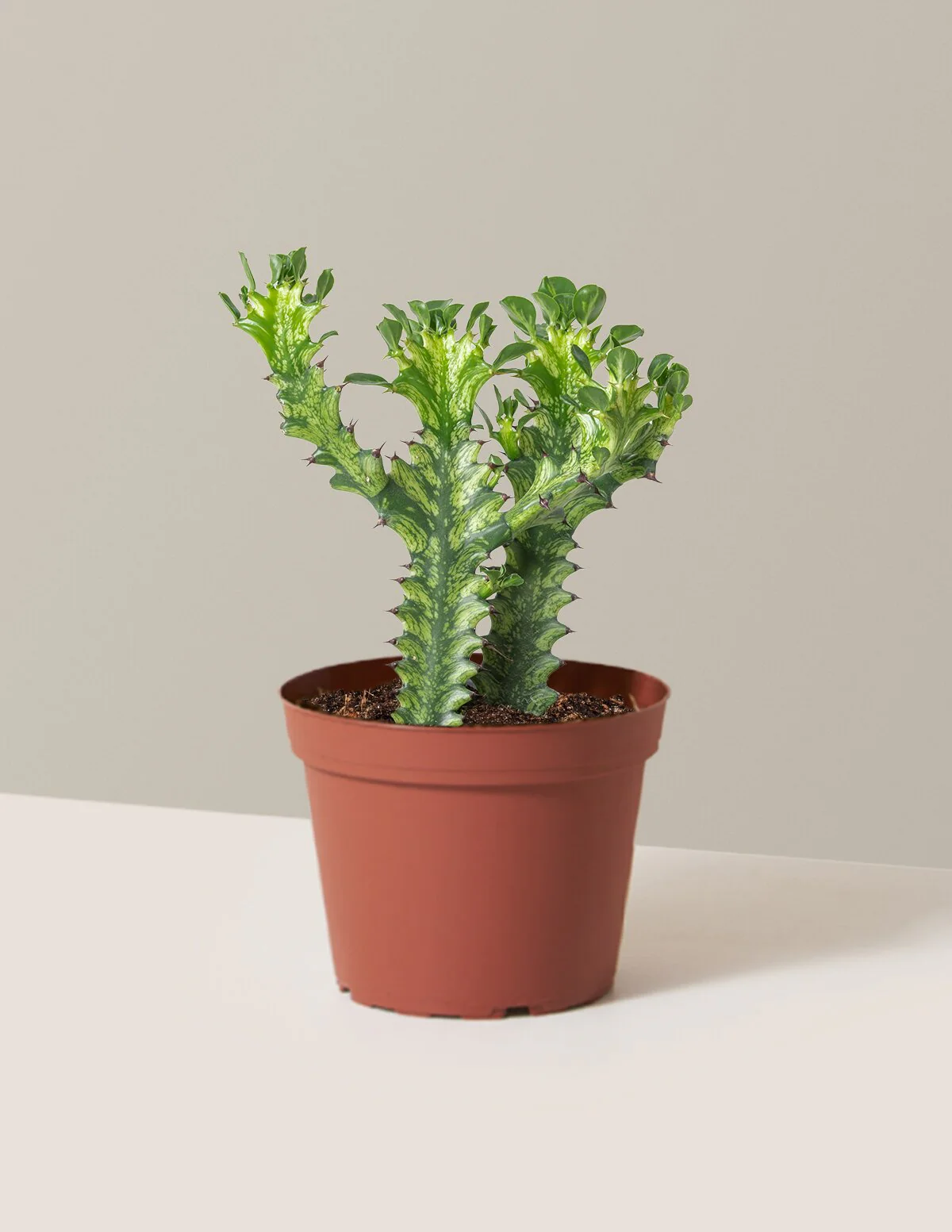 Euphorbia Mint Cream - Image 5