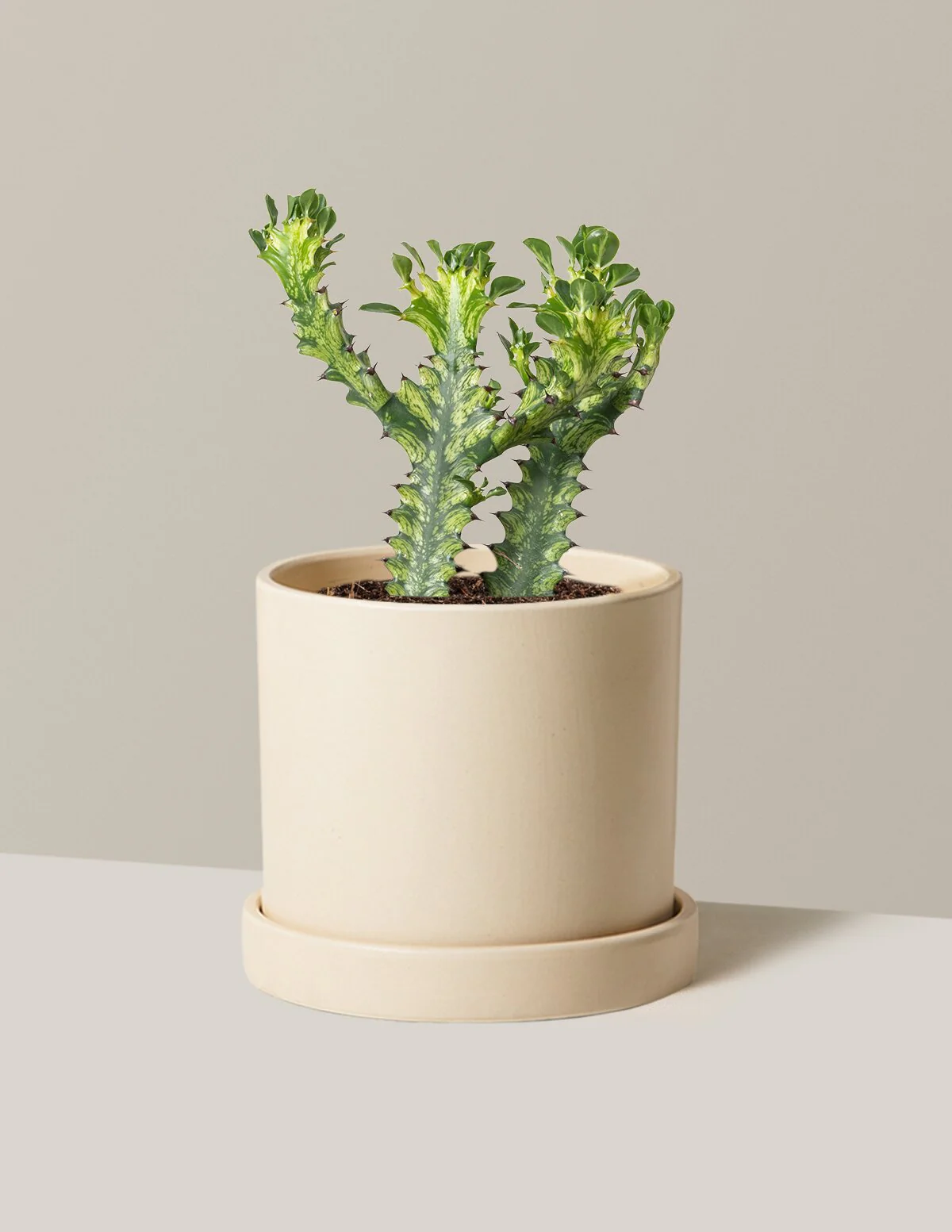 Euphorbia Mint Cream - Image 6