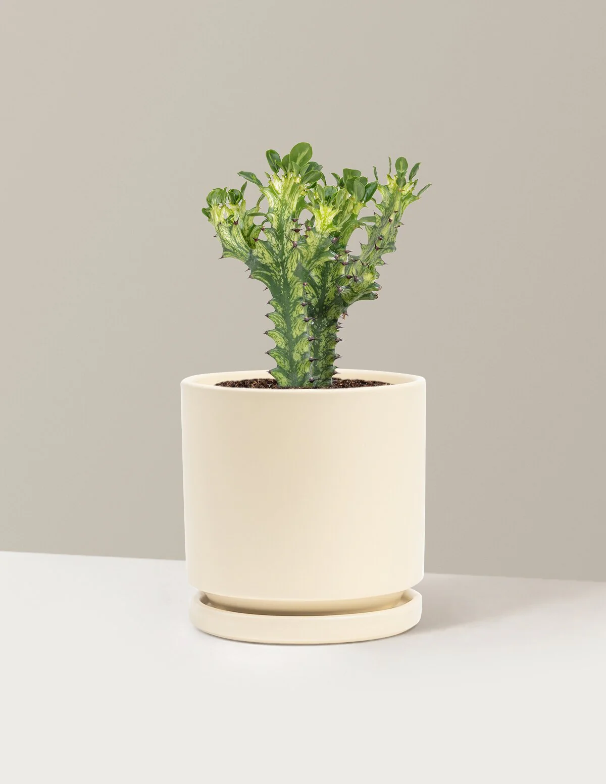 Euphorbia Mint Cream - Image 7