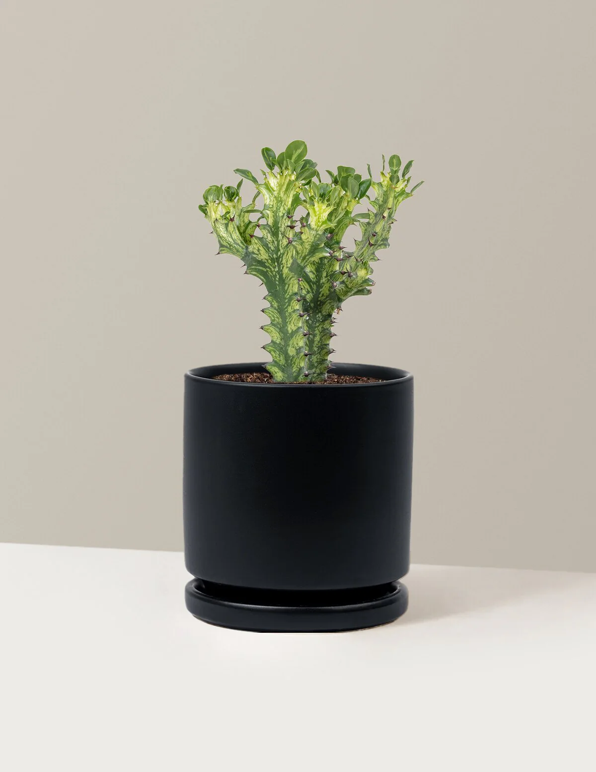 Euphorbia Mint Cream - Image 8
