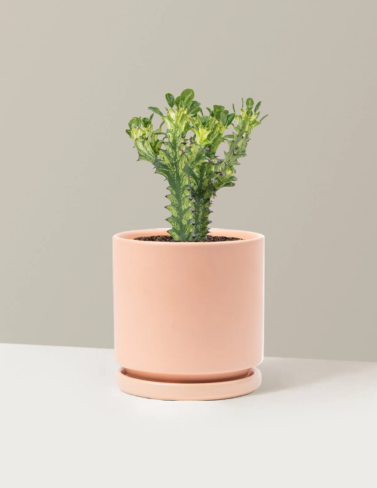 Euphorbia Mint Cream - Image 9
