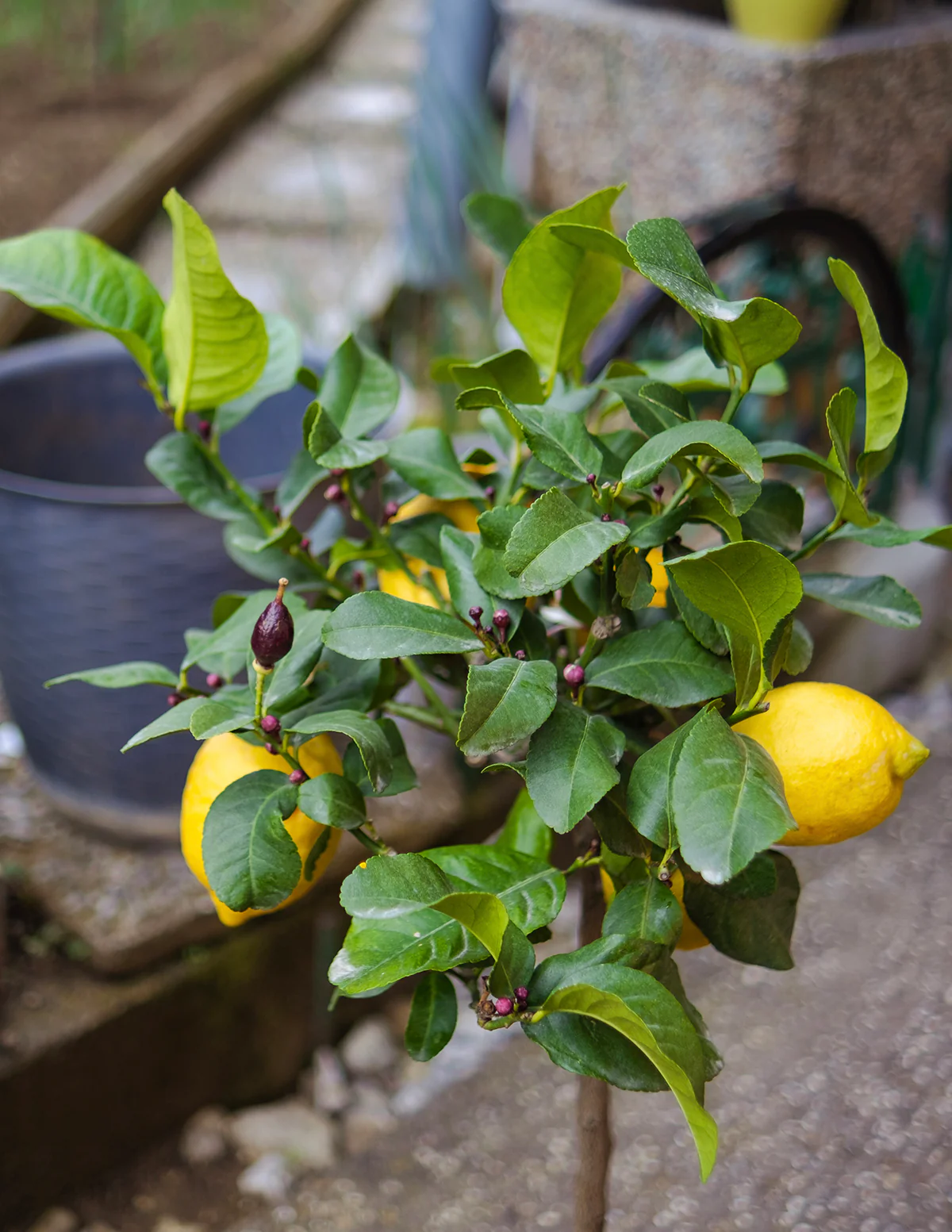 Eureka Lemon Tree - Image 3