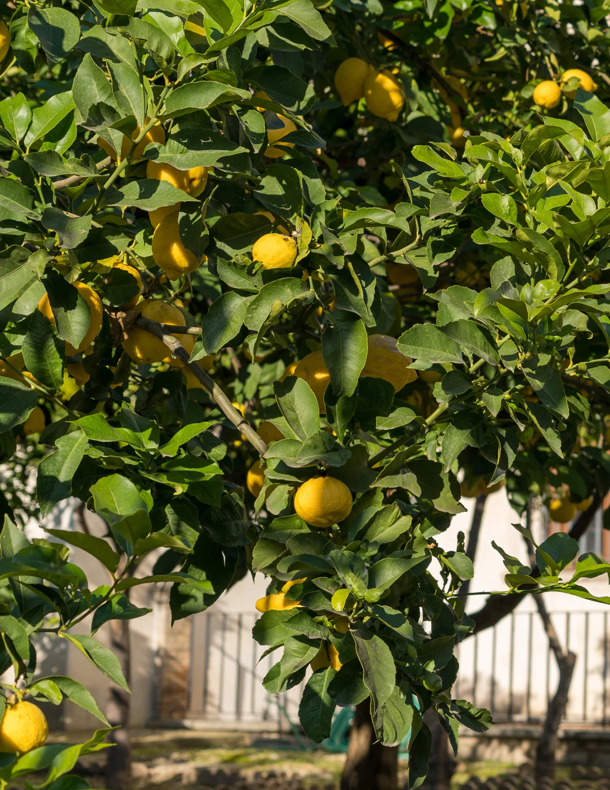 Eureka Lemon Tree - Image 4