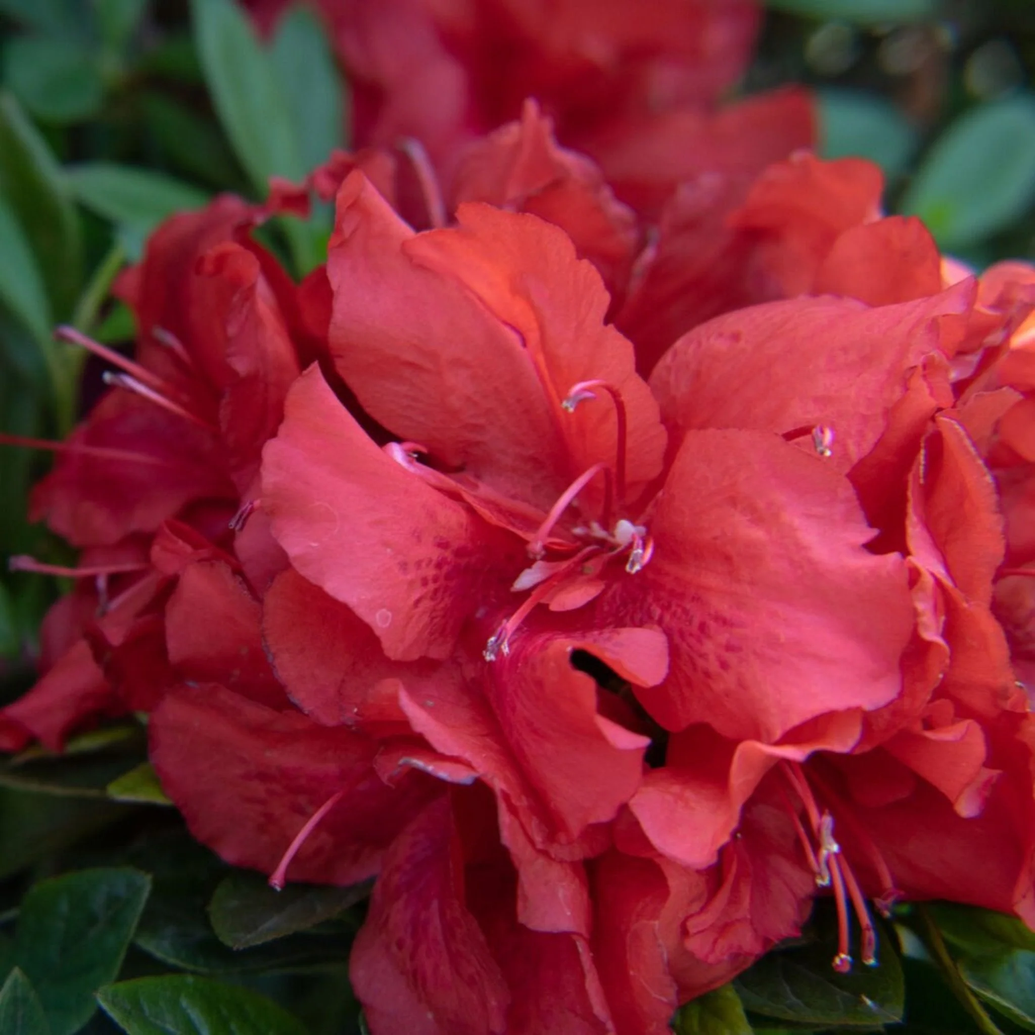 Ever After™ Ruby Azalea - Image 3