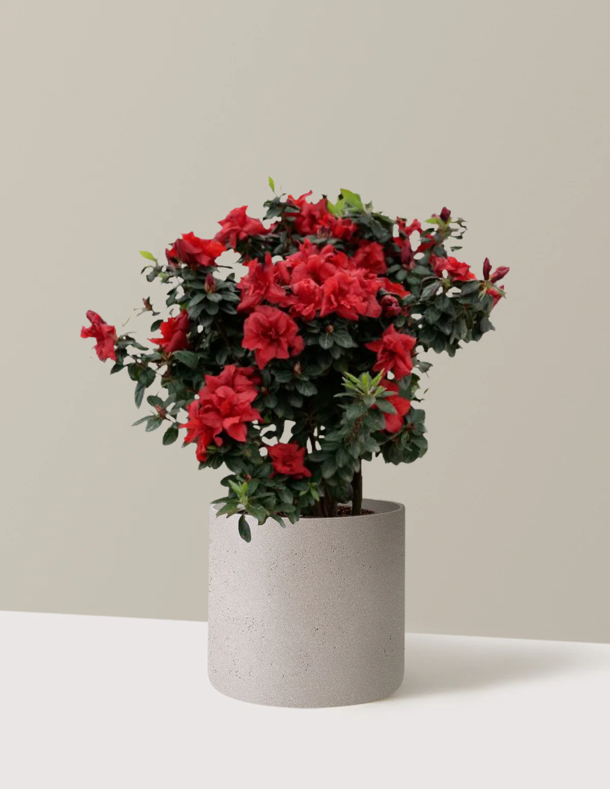 Ever After™ Ruby Azalea - Image 4