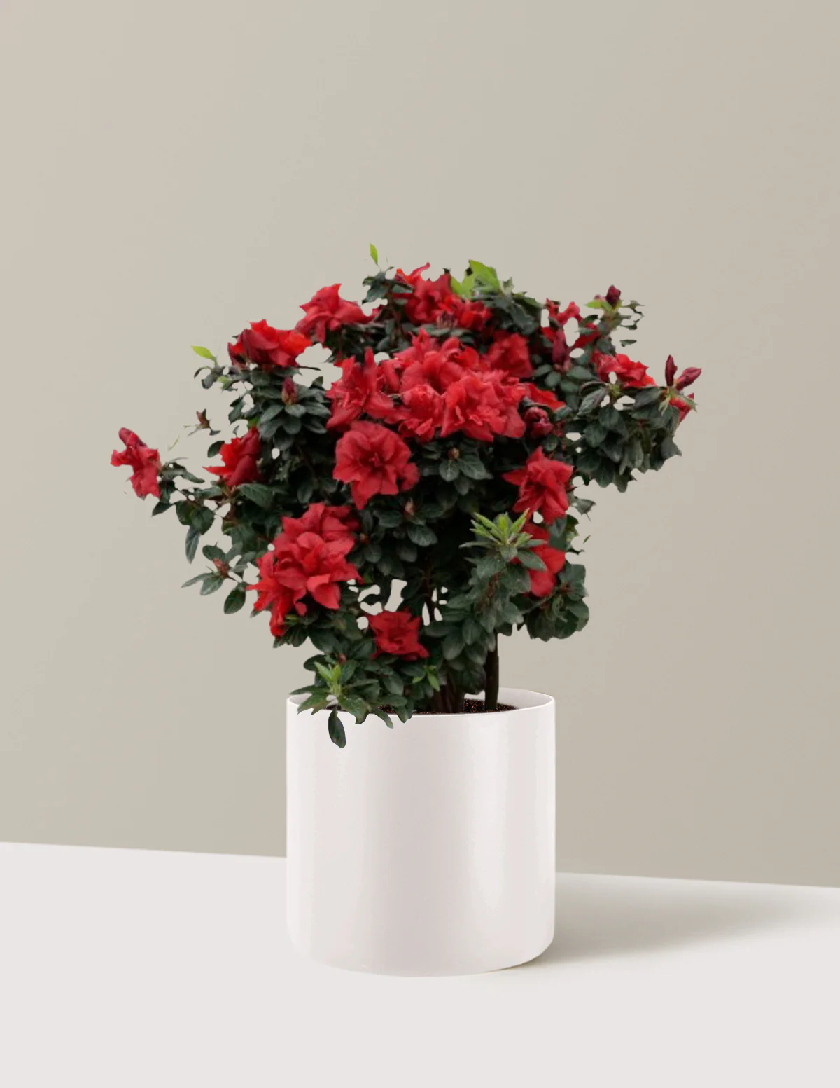 Ever After™ Ruby Azalea - Image 5