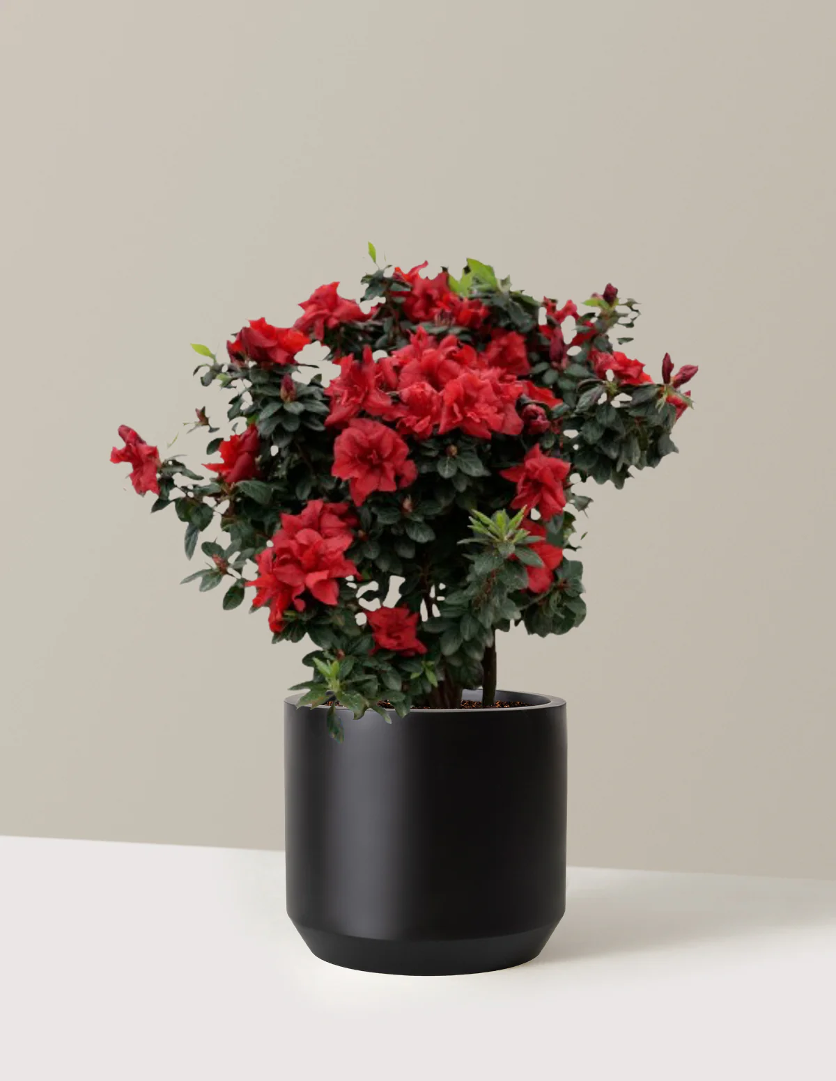 Ever After™ Ruby Azalea - Image 6