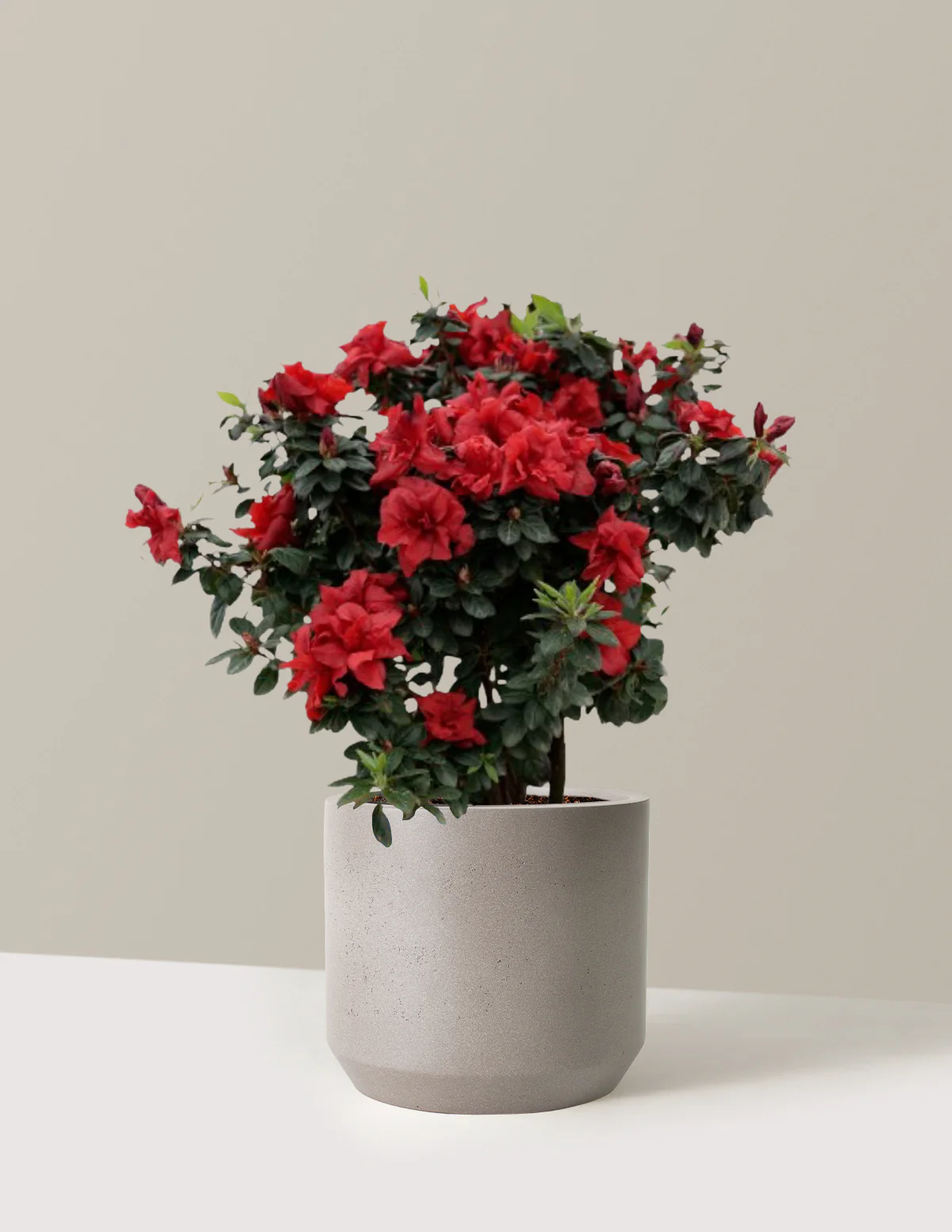 Ever After™ Ruby Azalea - Image 7