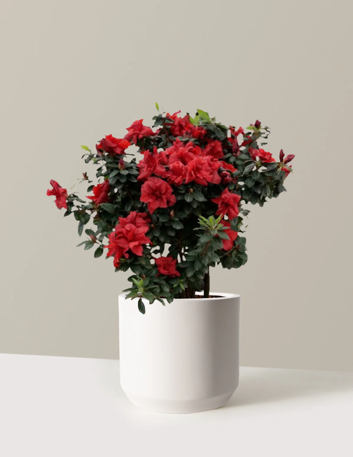 Ever After™ Ruby Azalea - Image 8