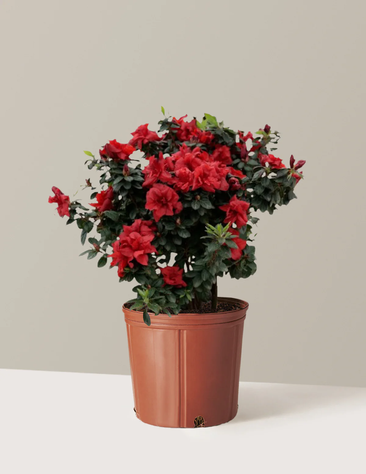 Ever After™ Ruby Azalea - Image 9