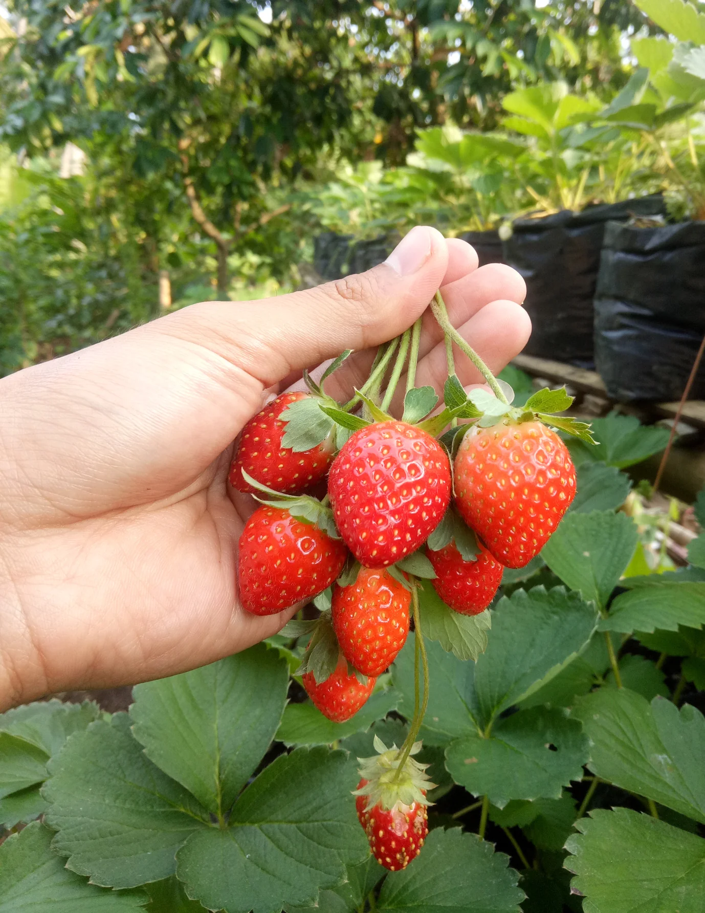 Everbearing Strawberry - Image 3